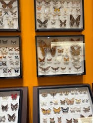 特別展 『昆虫 MANIAC』に投稿された画像（2025/9/22）