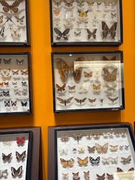 特別展 『昆虫 MANIAC』に投稿された画像（2025/9/22）