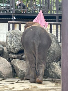ANIMAL WONDER REZOURT 市原ぞうの国・サユリワールドに投稿された画像（2025/9/22）