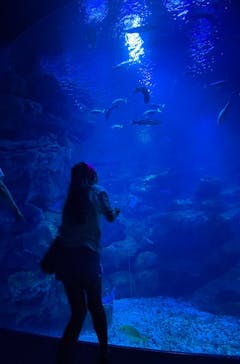 京都水族館に投稿された画像（2025/9/22）