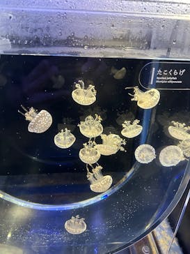 京都鉄道博物館×京都水族館に投稿された画像（2025/9/22）