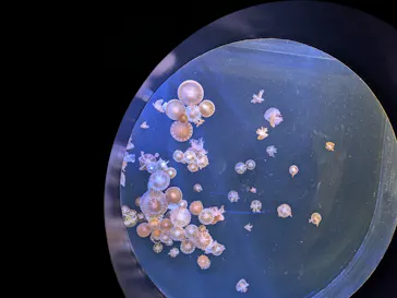 仙台うみの杜水族館に投稿された画像（2025/9/22）