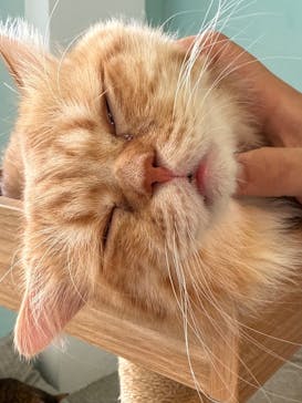 Moff animal cafe iias つくば店に投稿された画像（2025/9/22）