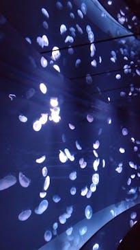 サンシャイン水族館に投稿された画像（2025/9/22）