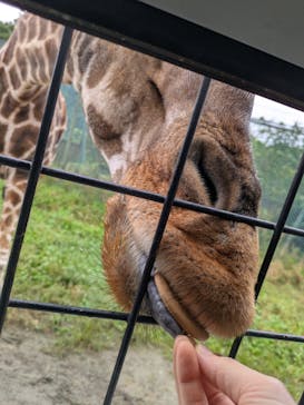 那須サファリパークに投稿された画像（2025/9/22）