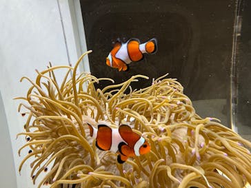 AOAO SAPPOROに投稿された画像（2025/9/22）