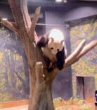 恩賜上野動物園に投稿された画像（2025/9/22）