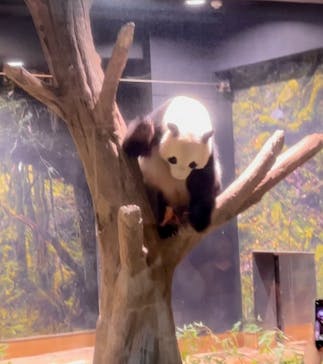 恩賜上野動物園に投稿された画像（2025/9/22）