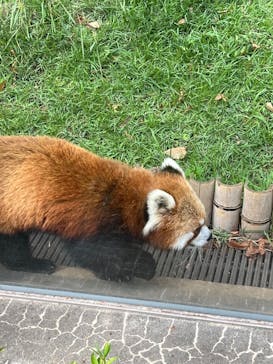 恩賜上野動物園に投稿された画像（2025/9/22）