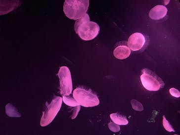 サンシャイン水族館に投稿された画像（2025/9/22）