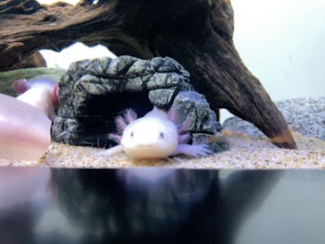 サンシャイン水族館に投稿された画像（2025/9/22）