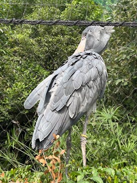 恩賜上野動物園に投稿された画像（2025/9/22）