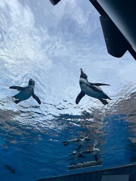 サンシャイン水族館に投稿された画像（2025/9/22）