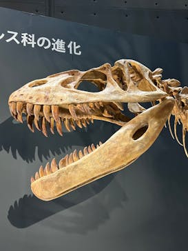 福井県立恐竜博物館に投稿された画像（2025/9/22）