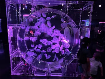 マクセル アクアパーク品川に投稿された画像（2025/9/22）