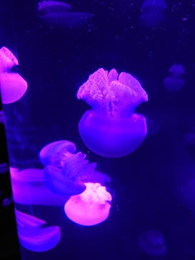 サンシャイン水族館に投稿された画像（2025/9/22）