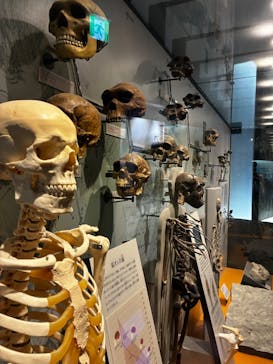 福井県立恐竜博物館に投稿された画像（2025/9/22）