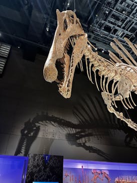 福井県立恐竜博物館に投稿された画像（2025/9/22）