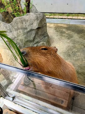 世界淡水魚園水族館　アクア・トトぎふに投稿された画像（2025/9/22）