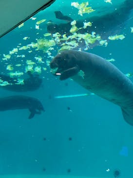 沖縄美ら海水族館に投稿された画像（2025/9/22）