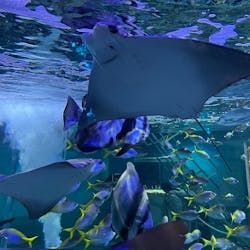 AQUARIUM × ART　atoa×神戸ポートタワーに投稿された画像（2025/9/22）