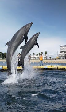 日間賀島ドルフィンビーチに投稿された画像（2025/9/22）