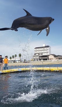 日間賀島ドルフィンビーチに投稿された画像（2025/9/22）
