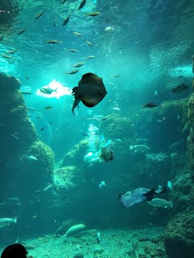 新江ノ島水族館に投稿された画像（2025/9/23）