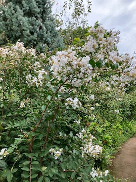 横浜イングリッシュガーデンに投稿された画像（2025/9/23）