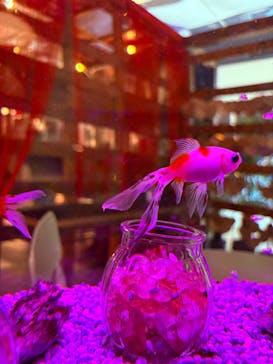 NARA KINGYO MUSEUMに投稿された画像（2025/9/23）