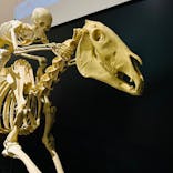 Ｂｏｎｅｓ２　ほねほね運動会　～はしる！とぶ！つかむ！～（いのちのたび博物館）に投稿された画像（2025/9/23）