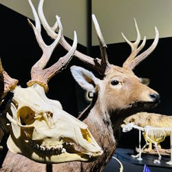 Ｂｏｎｅｓ２　ほねほね運動会　～はしる！とぶ！つかむ！～（いのちのたび博物館）に投稿された画像（2025/9/23）