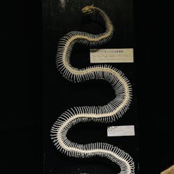 Ｂｏｎｅｓ２　ほねほね運動会　～はしる！とぶ！つかむ！～（いのちのたび博物館）に投稿された画像（2025/9/23）