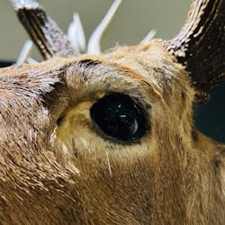 Ｂｏｎｅｓ２　ほねほね運動会　～はしる！とぶ！つかむ！～（いのちのたび博物館）に投稿された画像（2025/9/23）