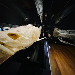 Ｂｏｎｅｓ２　ほねほね運動会　～はしる！とぶ！つかむ！～（いのちのたび博物館）に投稿された画像（2025/9/23）