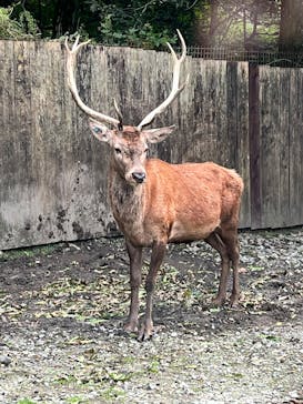 那須サファリパークに投稿された画像（2025/9/23）