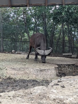 群馬サファリパークに投稿された画像（2025/9/23）