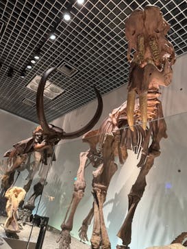 国立科学博物館に投稿された画像（2025/9/23）