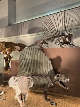 国立科学博物館に投稿された画像（2025/9/23）