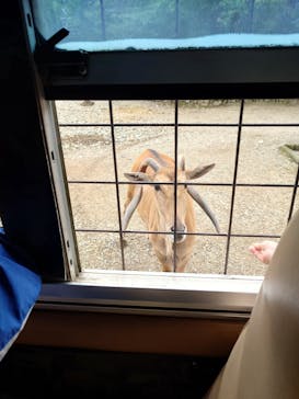 那須サファリパークに投稿された画像（2025/9/23）