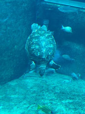 箱根園水族館に投稿された画像（2025/9/23）