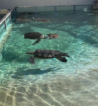 新江ノ島水族館に投稿された画像（2025/9/23）