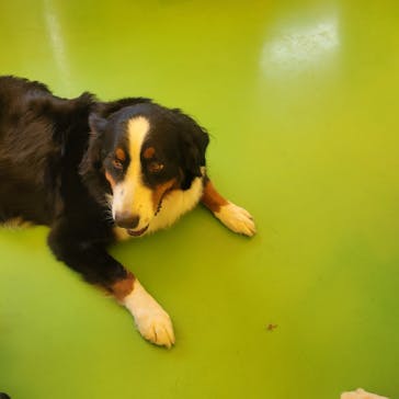 つくばわんわんランドに投稿された画像（2025/9/23）