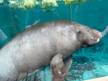 熱川バナナワニ園に投稿された画像（2025/9/23）