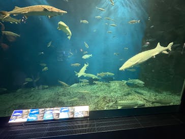 サケのふるさと 千歳水族館に投稿された画像（2025/9/23）