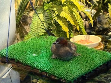 サケのふるさと 千歳水族館に投稿された画像（2025/9/23）