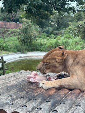 東京動物園協会_多摩動物公園に投稿された画像（2025/9/23）