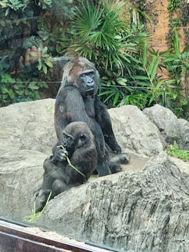恩賜上野動物園に投稿された画像（2025/9/23）