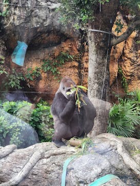 恩賜上野動物園に投稿された画像（2025/9/23）