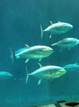 葛西臨海水族園に投稿された画像（2025/9/23）